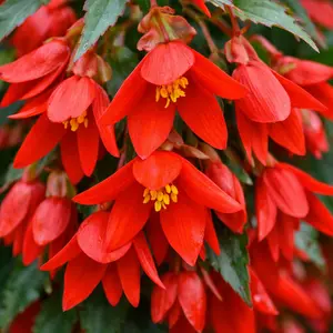 Begonia boliviensis ‘Waterfall Red’ (Pot size: 12cm) Trailing Begonia