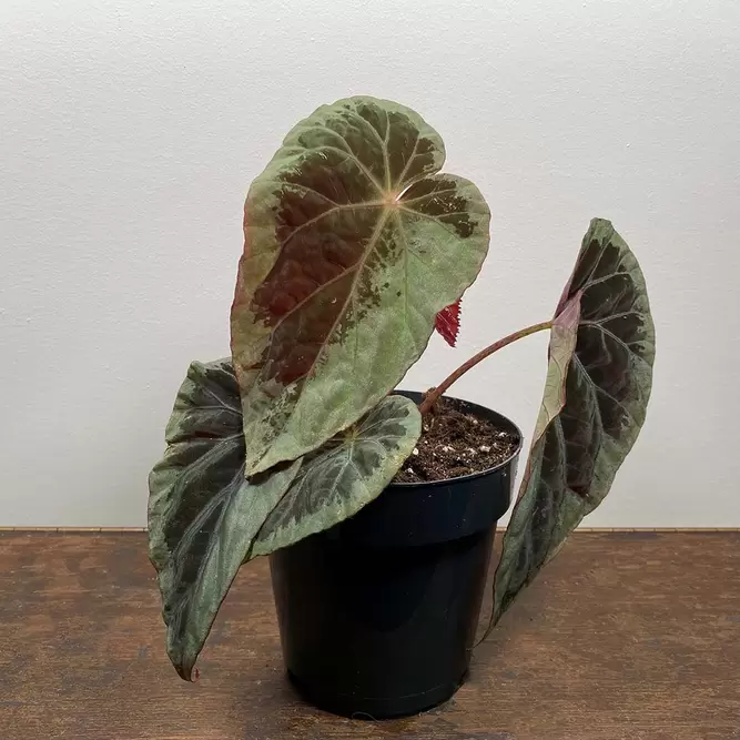 Begonia burkillii silver edge form (Pot Size 12cm) - image 2