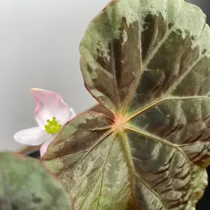 Begonia burkillii silver edge form (Pot Size 12cm) - image 3