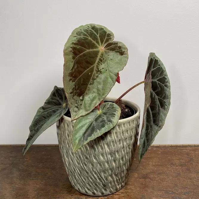 Begonia burkillii silver edge form (Pot Size 12cm) - image 1