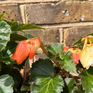 Begonia Chardonnay (Pot Size 1L) - image 4