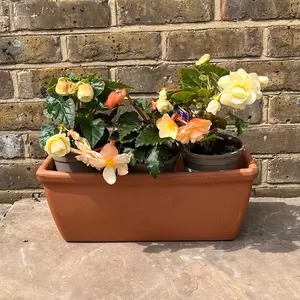 Begonia Chardonnay (Pot Size 1L) - image 5