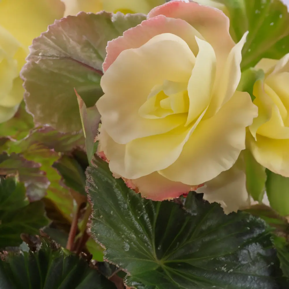 Begonia 'Frag Falls Lemon' (Pot Size 12cm) - The Boma Garden Centre