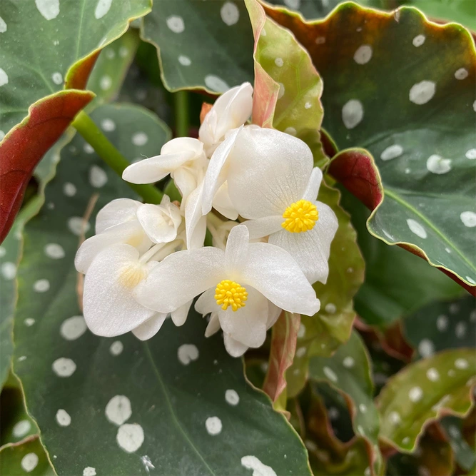 Begonia maculata (Pot Size 14cm) Polka dot begonia