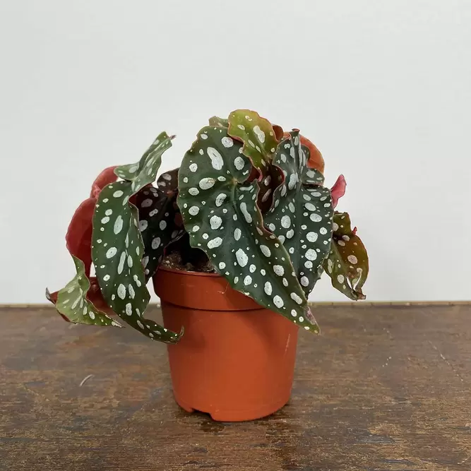 Begonia maculata (Pot Size 7cm) Polka dot begonia - image 1