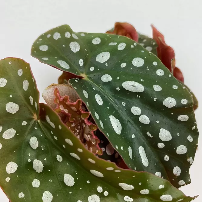 Begonia maculata (Pot Size 7cm) Polka dot begonia - image 3