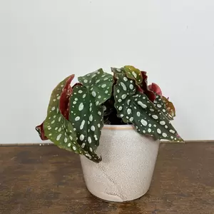 Begonia maculata (Pot Size 7cm) Polka dot begonia - image 2