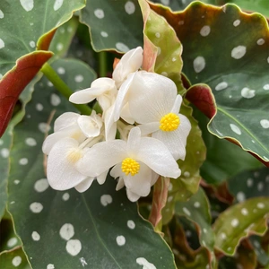 Begonia maculata (Pot Size 7cm) Polka dot begonia - image 4