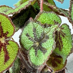 Begonia Masoniana (Pot Size 12cm) Iron Cross Begonia - image 2