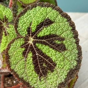 Begonia Masoniana (Pot Size 12cm) Iron Cross Begonia - image 3