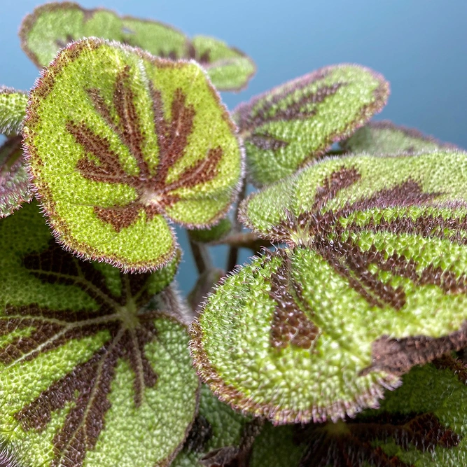 Begonia massoniana 'Rock' (Pot Size 12cm) Iron cross Begonia - image 2