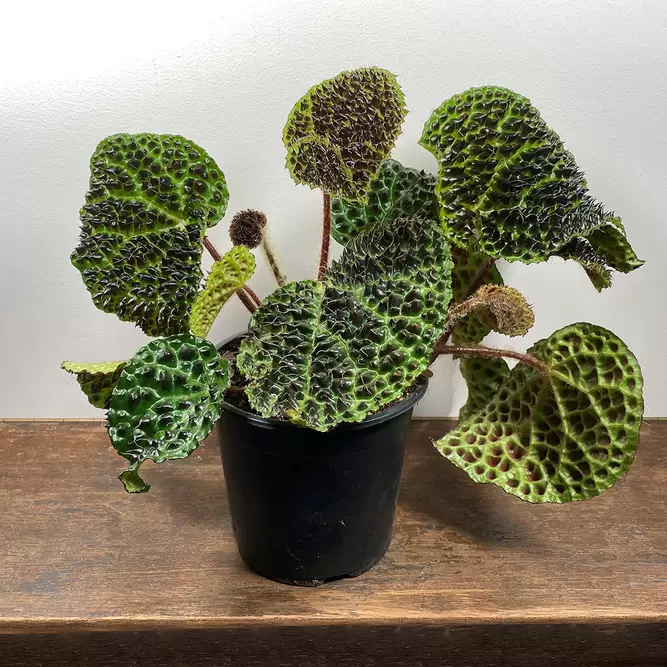 Begonia melanobullata (Pot Size 14cm) - image 2