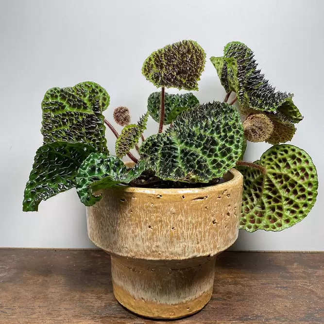 Begonia melanobullata (Pot Size 14cm) - image 1