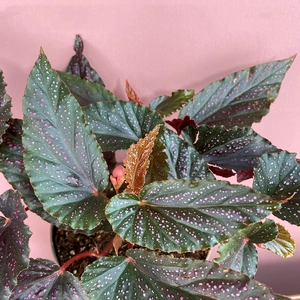 Begonia 'Pink Polka Dot' (Pot Size 12cm) - image 2