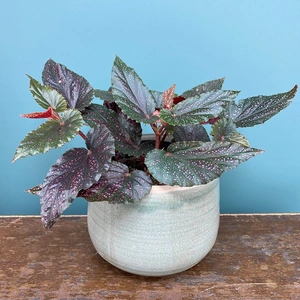 Begonia 'Pink Polka Dot' (Pot Size 12cm) - image 1