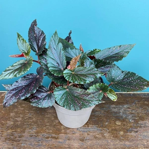 Begonia 'Pink Polka Dot' (Pot Size 12cm) - image 3