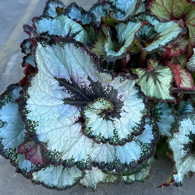 Begonia rex 'Escargot' (Pot Size 15cm) - image 2