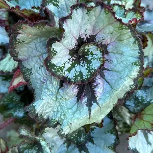Begonia rex 'Escargot' (Pot Size 15cm) - image 3