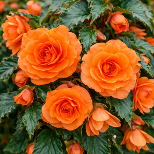 Begonia × tuberhybrida  (Pot Size 12cm) Orange Tuberous Begonia