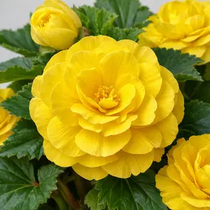 Begonia × tuberhybrida  (Pot Size 12cm) Yellow Tuberous Begonia