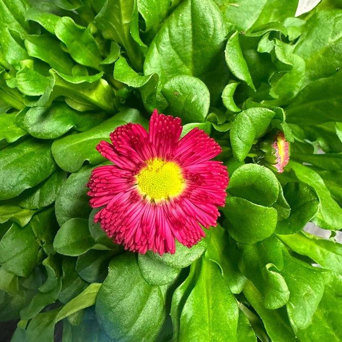 Bellis Red (Pot Size 10.5cm) Red Daisy - image 1