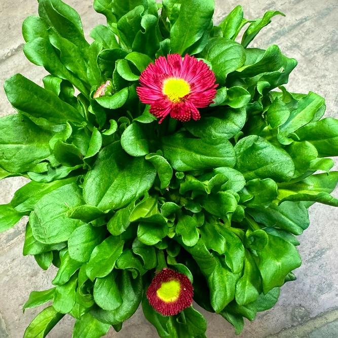 Bellis Red (Pot Size 10.5cm) Red Daisy - image 2