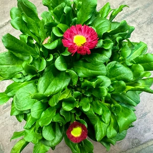 Bellis Red (Pot Size 10.5cm) Red Daisy - image 2