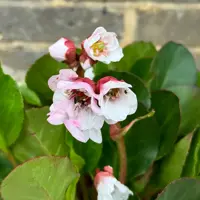 Bergenia