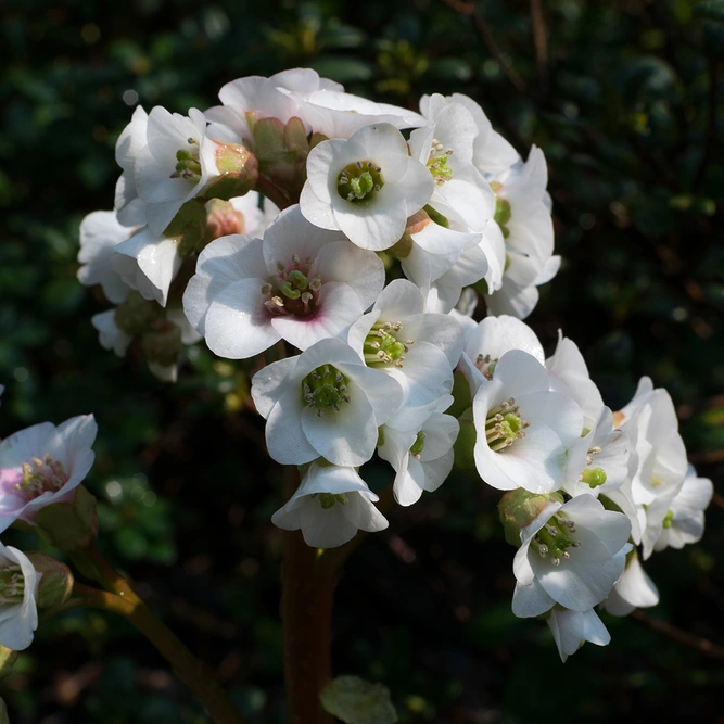 Bergenia Diamond Drops (Pot Size 3L) Elephant Ears