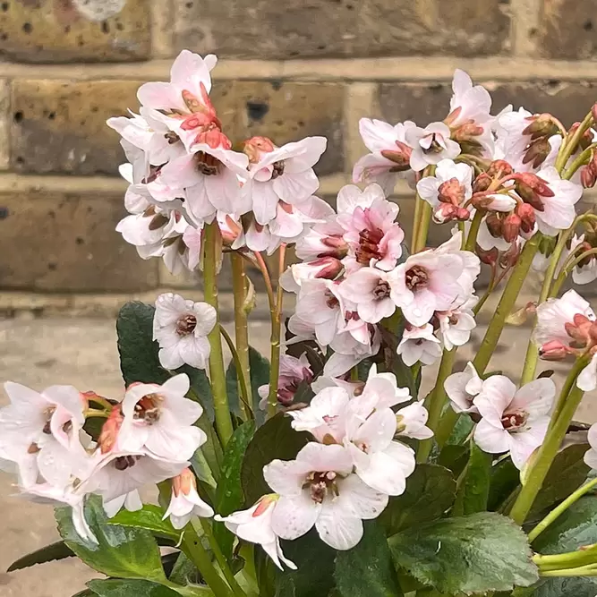 Bergenia 'Fire and Ice' (Pot Size 2L) - Elephants Ears