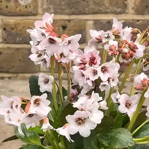 Bergenia 'Fire and Ice' (Pot Size 2L) - Elephants Ears