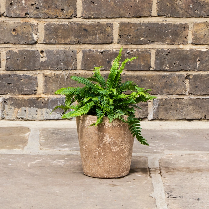 Blechnum spicant (Pot Size 3L) - Hard Fern - image 4