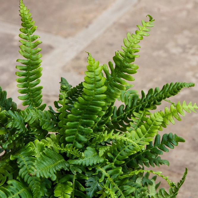 Blechnum spicant (Pot Size 3L) - Hard Fern - image 5