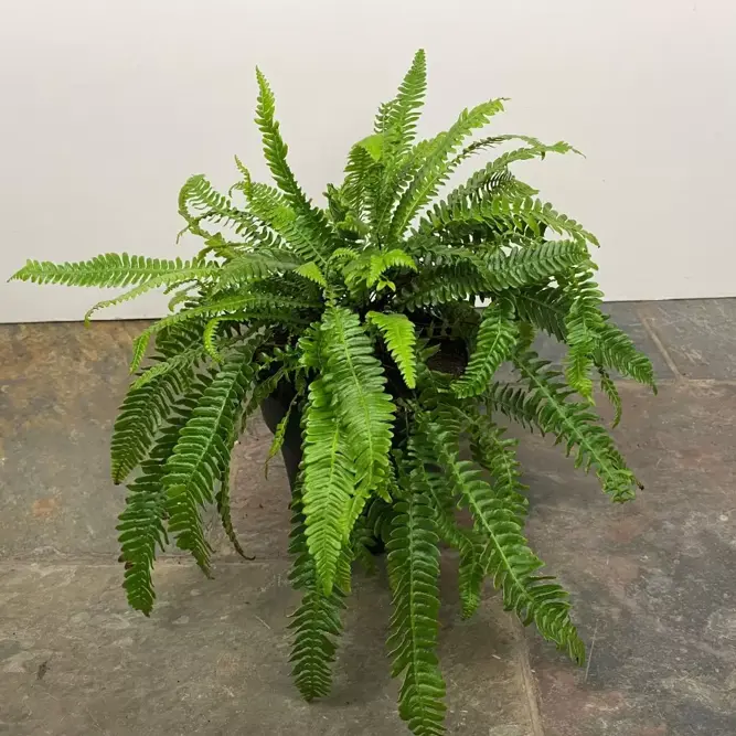 Blechnum spicant (Pot Size 3L) Hard Fern (alt) - image 2