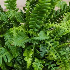 Blechnum spicant (Pot Size 3L) Hard Fern (alt) - image 3