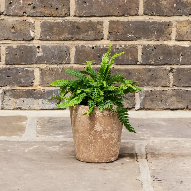 Blechnum spicant (Pot Size 3L) Hard Fern (alt) - image 4