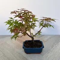 Bonsai