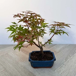 Bonsai Acer Palmatum Deshojo- Japanese Maple Bonsai (L15cm pot) - image 1