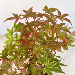 Bonsai Acer Palmatum Deshojo- Japanese Maple Bonsai (L15cm pot) - image 2