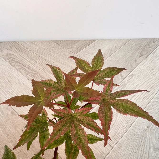 Bonsai Acer Palmatum Deshojo- Japanese Maple Bonsai (L15cm pot) - image 3