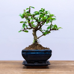 Bonsai Carmona retusa (Pot Size 12cm) Fukien Tea Tree - image 1
