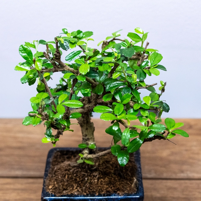 Bonsai Carmona retusa (Pot Size 12cm) Fukien Tea Tree - image 2