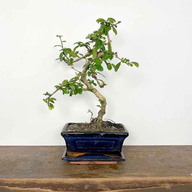 Bonsai Carmona retusa (Pot Size 15cm) Fukien Tea Tree