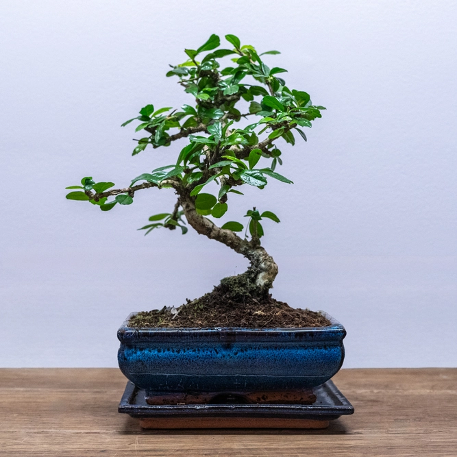 Bonsai Carmona retusa (Pot Size 20cm) Fukien Tea Tree - image 1