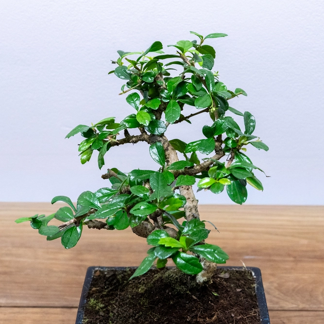 Bonsai Carmona retusa (Pot Size 20cm) Fukien Tea Tree - image 2