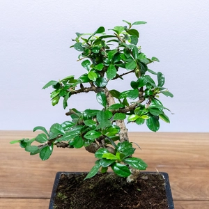 Bonsai Carmona retusa (Pot Size 20cm) Fukien Tea Tree - image 2