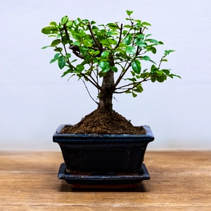 Bonsai Sageretia (Pot Size 12cm) Chinese Sweet Plum