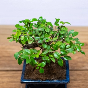 Bonsai Sageretia (Pot Size 12cm) Chinese Sweet Plum - image 2