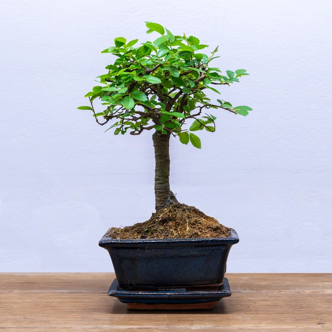 Bonsai Zelkova (Pot Size 12cm) Japanese Elm - image 1