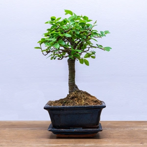 Bonsai Zelkova (Pot Size 12cm) Japanese Elm - image 1